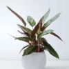Planta Kalathea para Floristería Los Ángeles